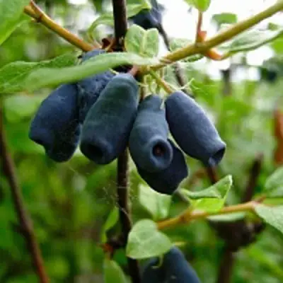 Жимолость съедобная ВОЛХОВА в Слониме