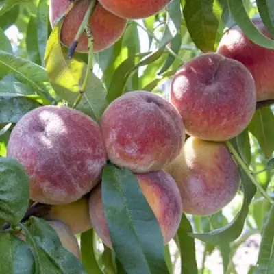 Персик ЗАРМЕНЮ в Слониме