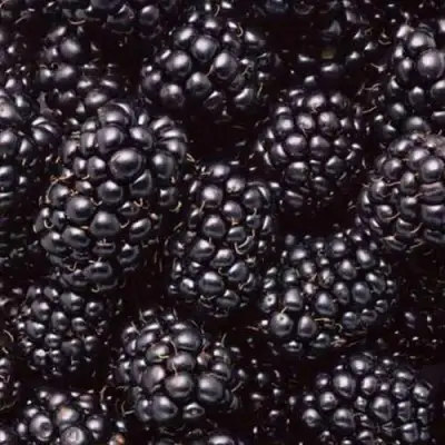 Ежевика ОРКАН бесшипная  в Слониме