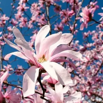 Магнолия РОЗЕЯ в Слониме