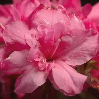 Азалия РОКОКО японская в Слониме