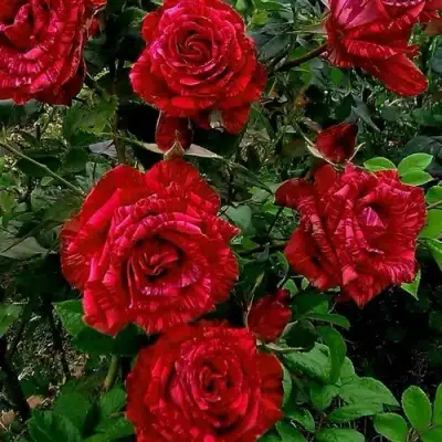Роза РЕД ИНТУИШН чайно-гибридная в Слониме