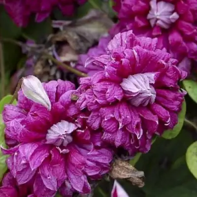 Клематис ПУРПУРЕА ПЛЕНА ЭЛЕГАНС в Слониме