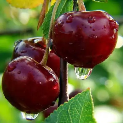 Вишня ЛАСУХА в Слониме