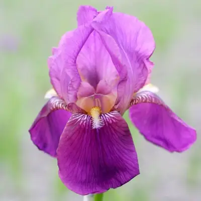 Ирис ИМПЕРАТОР бородатый в Слониме