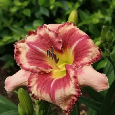 Лилейник АУТСТАНДИНГ гибридный в Слониме