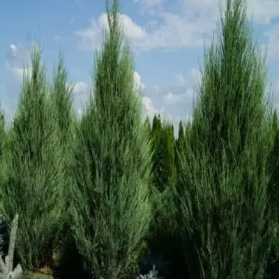 Можжевельник СКАЙРОКЕТ  скальный в Слониме