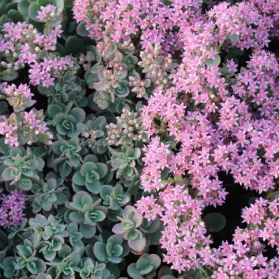 Очиток (седум) САНСПАРКЛЕР ЛАЙМ ЗИНГЕР в Слониме