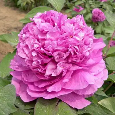 Пион ОРНАМЕНТ древовидный в Слониме