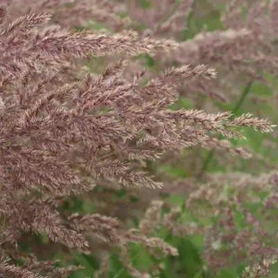 Вейник КАРЛ ФОРСТЕР остроцветковый в Слониме