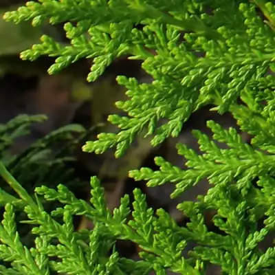 Туя восточная в Слониме