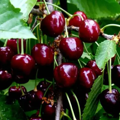 Черешня РЕВНА в Слониме