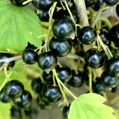 Смородина черная ВОЛОГДА в Слониме