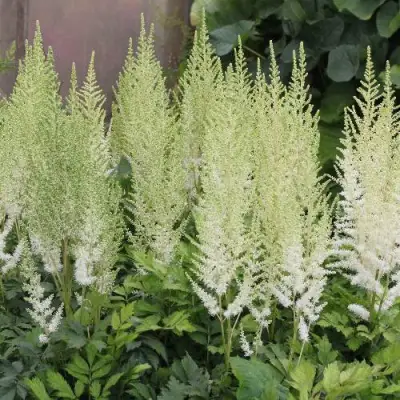 Астильба ДИАМАНТ Арендса в Слониме