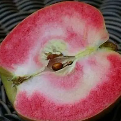 Яблоня ПИНК ПЕРЛ в Слониме