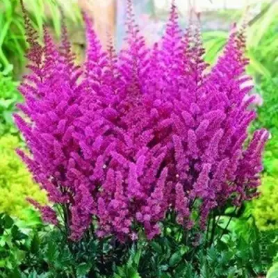 Астильба ПЕПЛ РЕЙН гибридная в Слониме