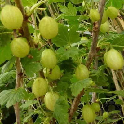 Крыжовник ИНВИКТА в Слониме