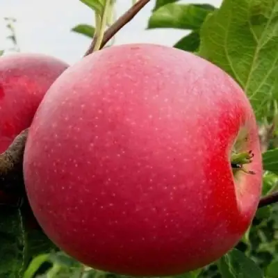 Яблоня АЙДАРЕД в Слониме