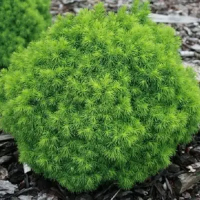 Ель АЛЬБЕРТА ГЛОБ сизая в Слониме