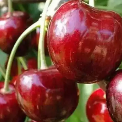 Черешня ВАСИЛИСА в Слониме