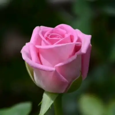 Роза АКВА чайно-гибридная в Слониме