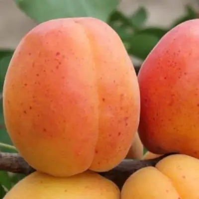 Абрикос ОЛИМП в Слониме