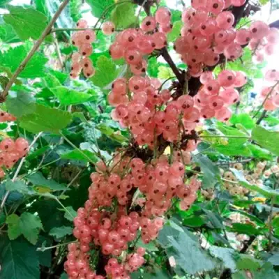 Смородина белая ПРЫГАЖУНЯ (РОЗОВАЯ) в Слониме