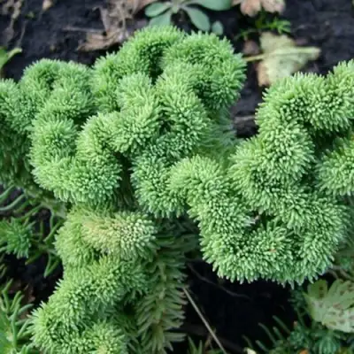 Очиток (седум) КРИСТАТУМ отогнутый в Слониме