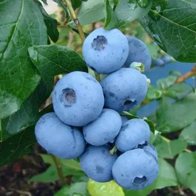 Голубика ТОРО в Слониме