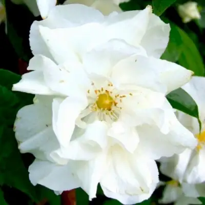 Жасмин РОЗАЦЕ в Слониме