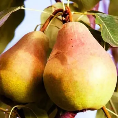 Груша СЛАДКАЯ ИЗ МЛИЕВА в Слониме