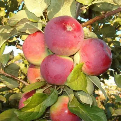 Яблоня ОРЛИК в Слониме