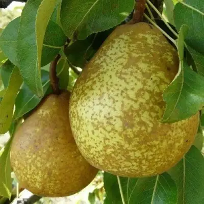 Груша ГЕНЕРАЛ ЛЕКЛЕРК в Слониме