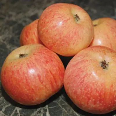 Яблоня КОНФЕТНОЕ в Слониме