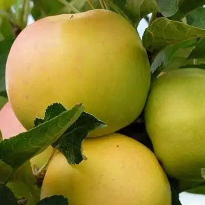 Яблоня БАНАНОВОЕ в Слониме