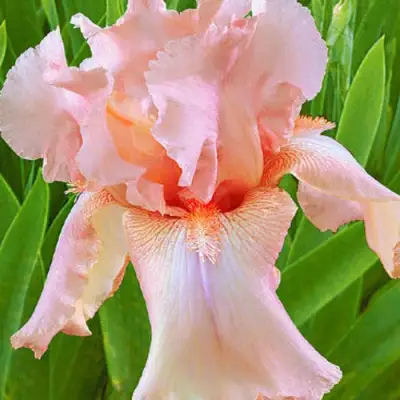 Ирис ПАТИ ДРЕСС бородатый в Слониме