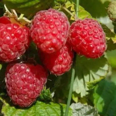 Малина ПРИМАРА в Слониме