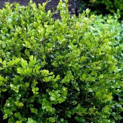 Самшит ФОЛКНЕР в Слониме