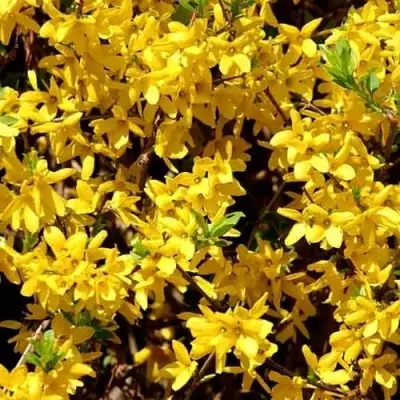 Форзиция ЛЕДНОГОРА промежуточная в Слониме