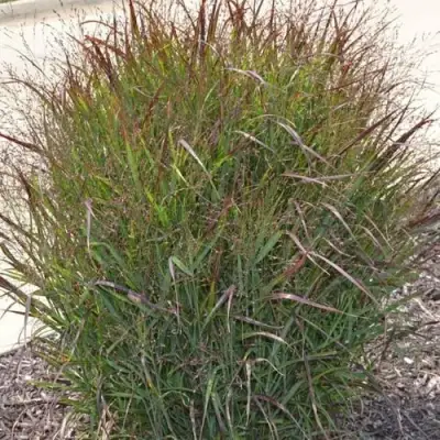 Просо ШЕНАНДО прутьевидное в Слониме