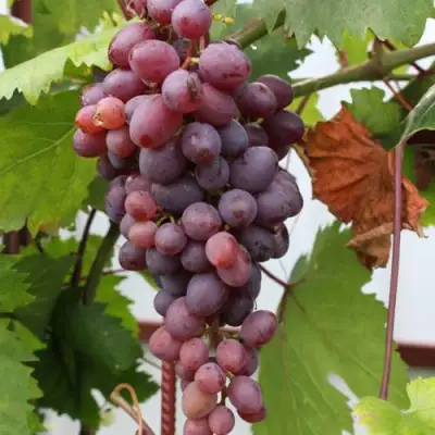 Виноград КИШМИШ ЗАПОРОЖСКИЙ в Слониме