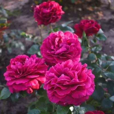 Роза БЕЛЬВЬЮ чайно-гибридная в Слониме