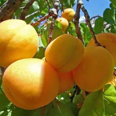 Абрикос ЖИГУЛЕВСКИЙ СУВЕНИР в Слониме