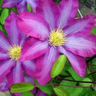 Клематис КАКИО в Слониме