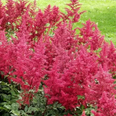 Астильба СКАЙСКРЕЙПЕР китайская в Слониме