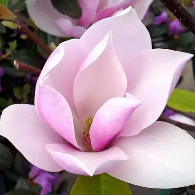 Магнолия АЛЕКСАНДРИНА  в Слониме