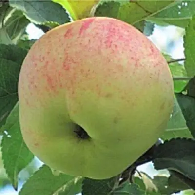 Яблоня ЛЕТНЕЕ СЛАДКОЕ в Слониме