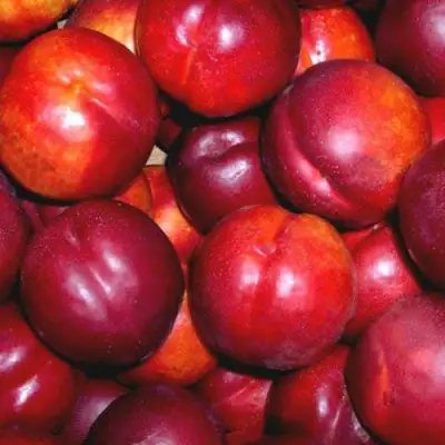 Нектарин МЕДВЕДЕВСКИЙ в Слониме