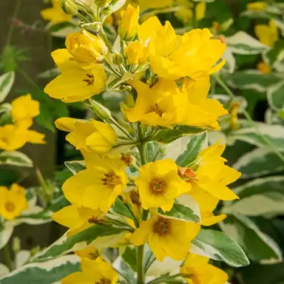 Вербейник АЛЕКСАНДР точечный в Слониме