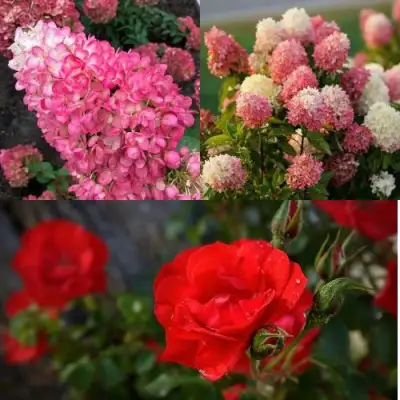 Комплект РОЗОВЫЙ ЗАКАТ в Слониме